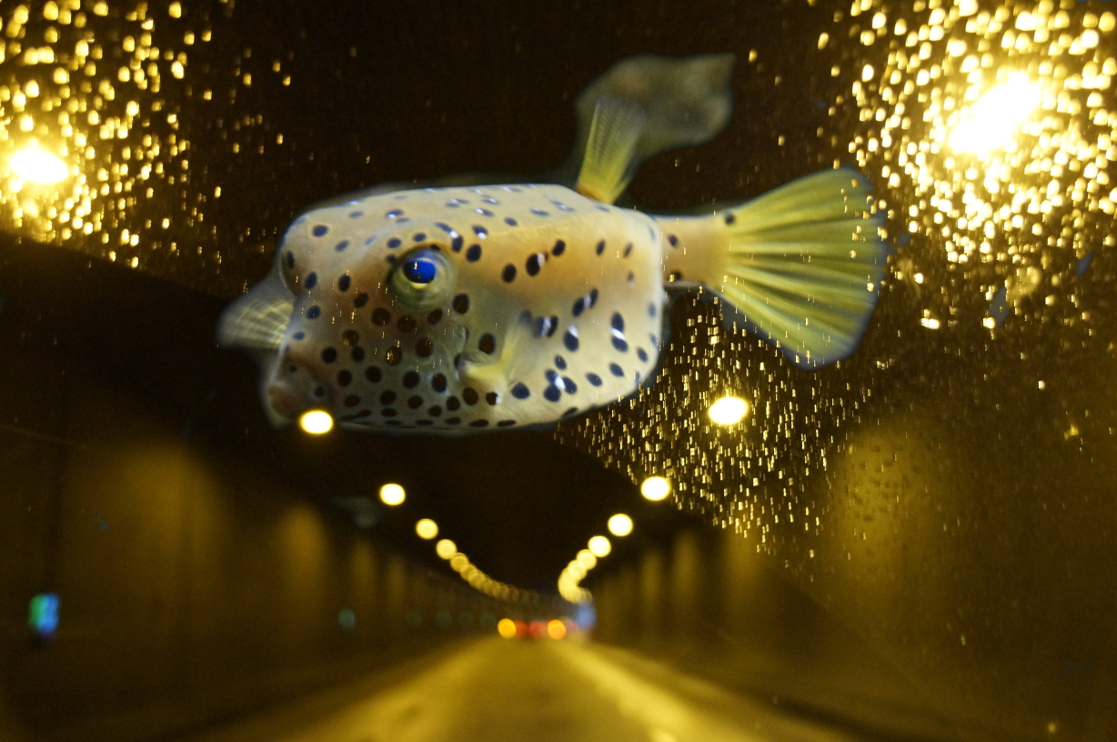 Fotografie durch eine regennasse Scheibe mit einem scharf hervortretenden Fisch vor unscharfen Tunnellichtern